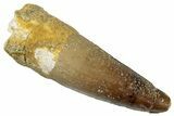 Fossil Spinosaurus Tooth - Real Dinosaur Tooth #269267-1